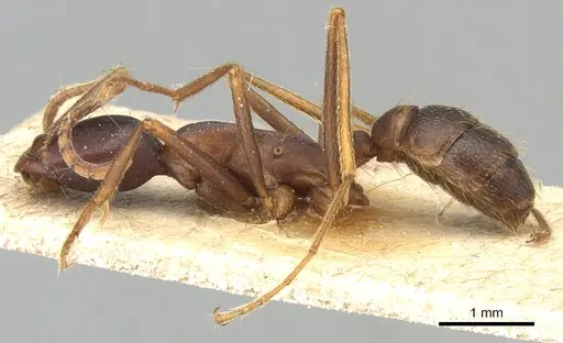 Dorylus wilverthi - CASENT0903693