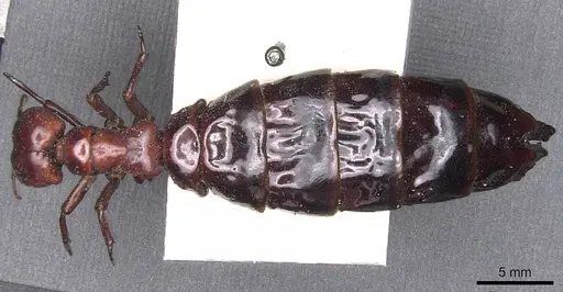 Dorylus wilverthi - CASENT0905927