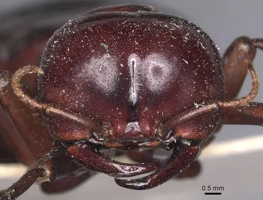 Dorylus wilverthi - CASENT0905927