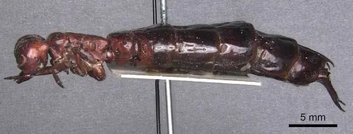 Dorylus wilverthi - CASENT0905927