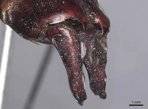 Dorylus wilverthi - CASENT0905927