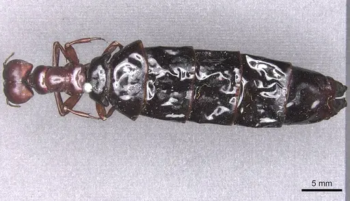 Dorylus wilverthi - RMCAENT000017710