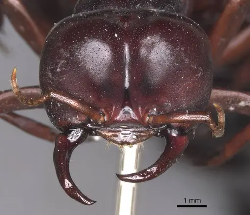 Dorylus wilverthi - RMCAENT000017710