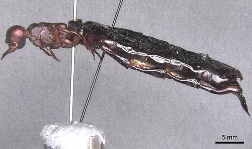 Dorylus wilverthi - RMCAENT000017710