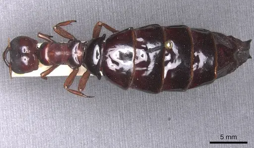 Dorylus wilverthi - RMCAENT000017713