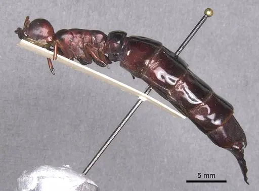 Dorylus wilverthi - RMCAENT000017713