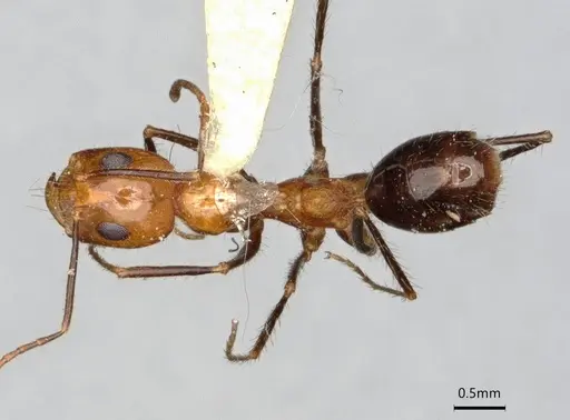 Dorymyrmex agallardoi specimen