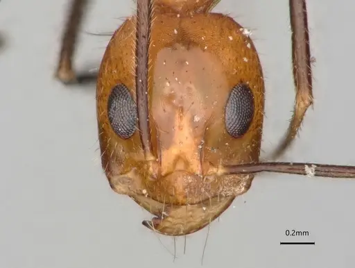 Dorymyrmex agallardoi specimen