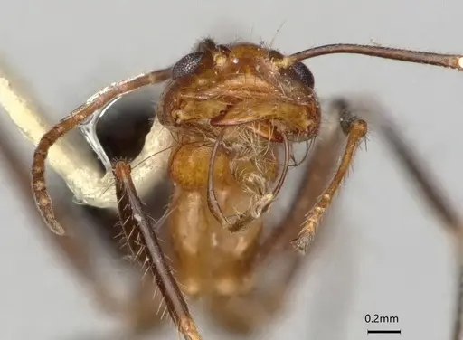 Dorymyrmex agallardoi specimen