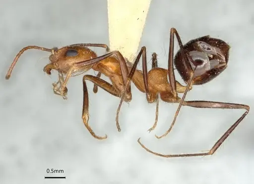 Dorymyrmex agallardoi - LACMENT164274