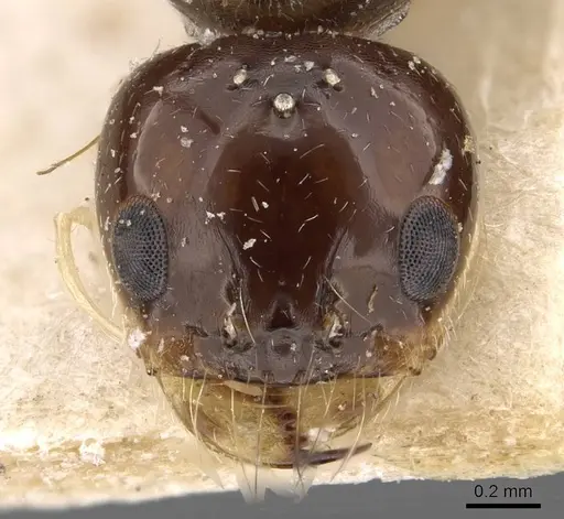 Dorymyrmex alboniger specimen