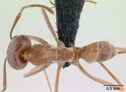 Dorymyrmex amazonicus specimen