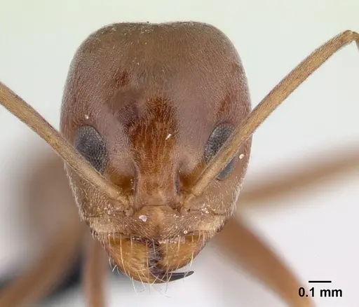 Dorymyrmex amazonicus specimen