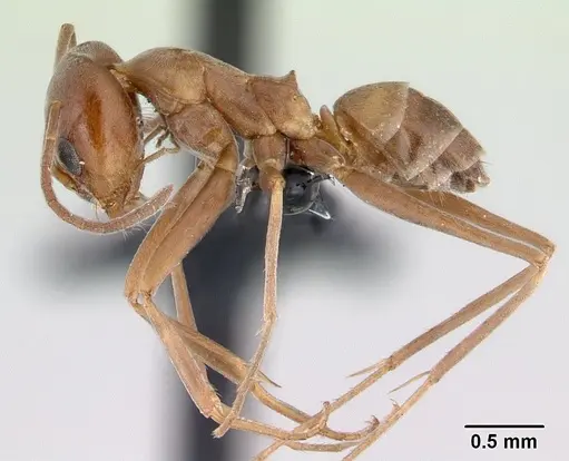 Dorymyrmex amazonicus specimen