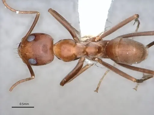 Dorymyrmex amazonicus - CASENT0841203