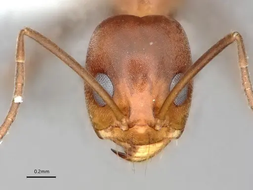 Dorymyrmex amazonicus - CASENT0841203
