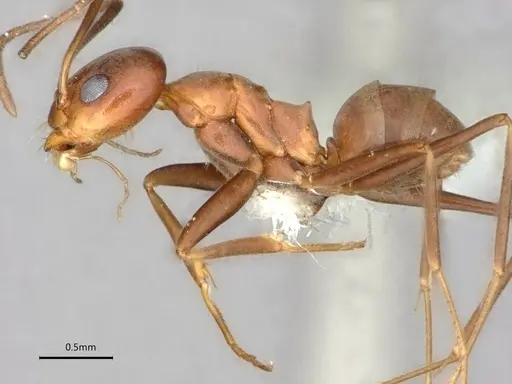 Dorymyrmex amazonicus - CASENT0841203