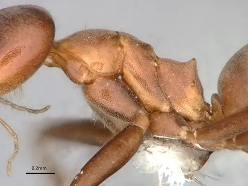 Dorymyrmex amazonicus - CASENT0841203