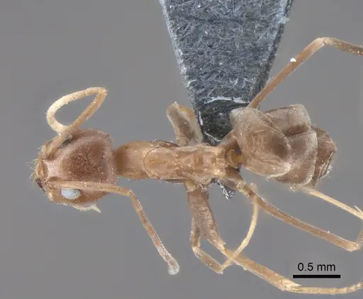 Dorymyrmex amazonicus - CASENT0841540