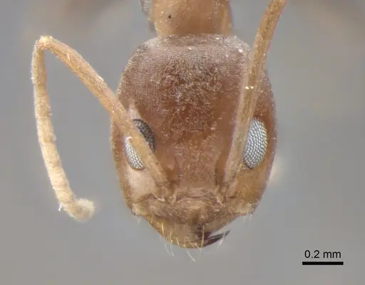 Dorymyrmex amazonicus - CASENT0841540