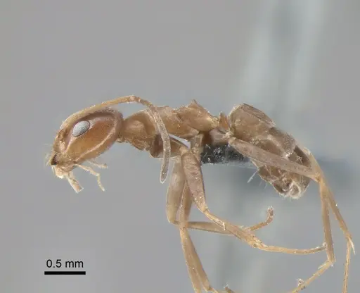 Dorymyrmex amazonicus - CASENT0841540