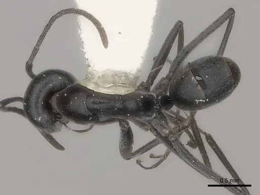 Dorymyrmex antarcticus specimen