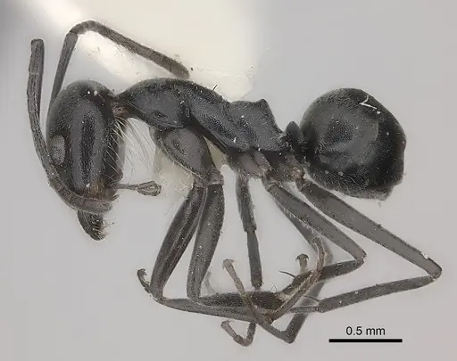 Dorymyrmex antarcticus specimen
