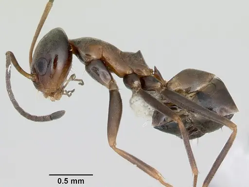 Dorymyrmex antillanus specimen