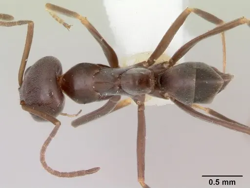Dorymyrmex antillanus - CASENT0103447