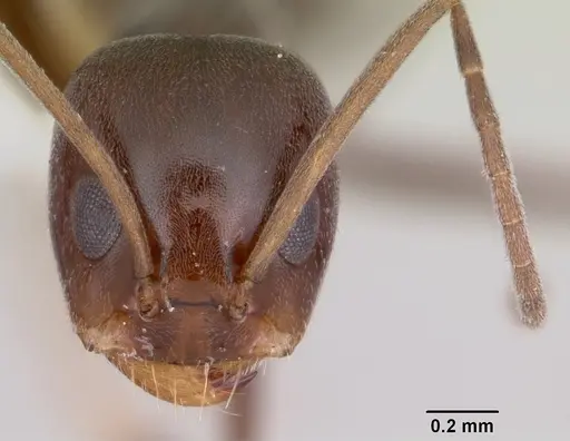 Dorymyrmex antillanus - CASENT0103447