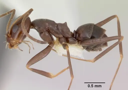 Dorymyrmex antillanus - CASENT0103447