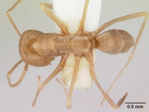 Dorymyrmex antillanus - CASENT0103448