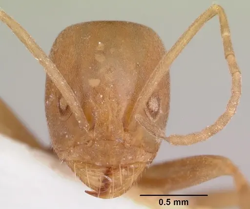 Dorymyrmex antillanus - CASENT0103448