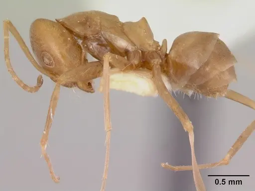 Dorymyrmex antillanus - CASENT0103448