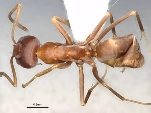 Dorymyrmex antillanus - CASENT0841202