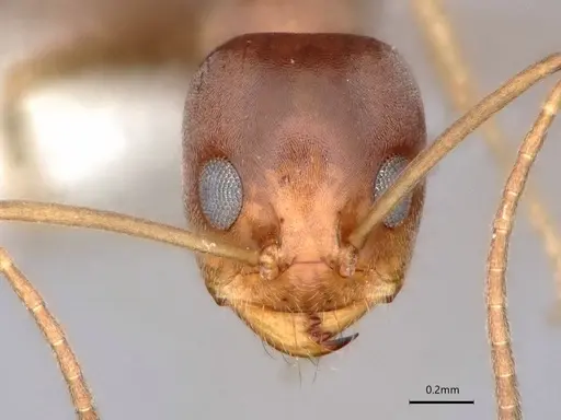 Dorymyrmex antillanus - CASENT0841202