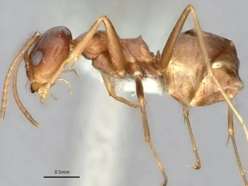 Dorymyrmex antillanus - CASENT0841202