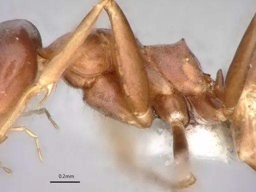 Dorymyrmex antillanus - CASENT0841202