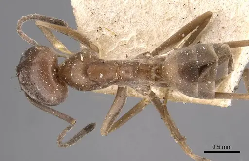 Dorymyrmex antillanus - CASENT0909743