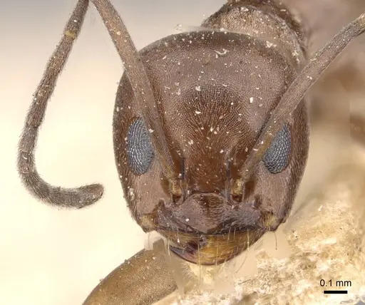 Dorymyrmex antillanus - CASENT0909743