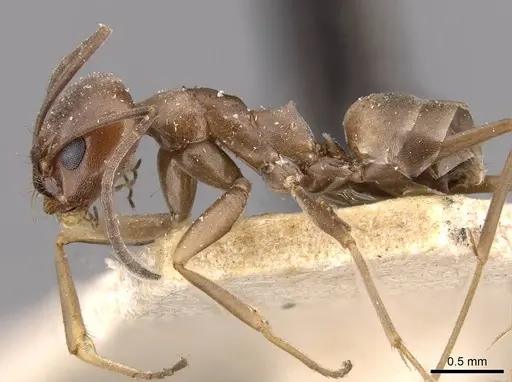 Dorymyrmex antillanus - CASENT0909743