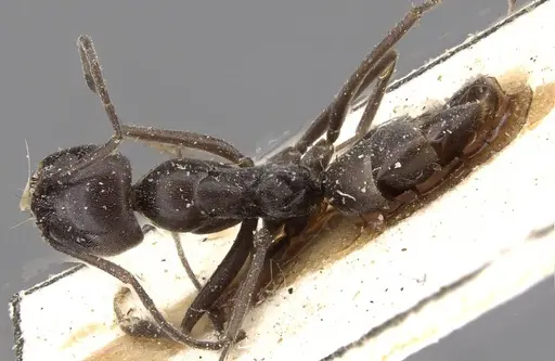 Dorymyrmex baeri specimen