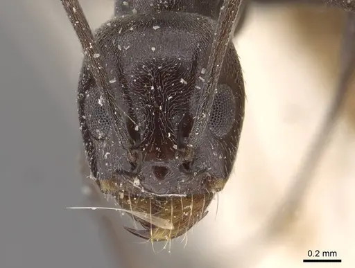 Dorymyrmex baeri specimen
