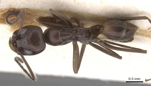 Dorymyrmex baeri - CASENT0915337