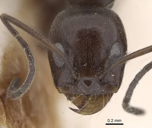 Dorymyrmex baeri - CASENT0915337