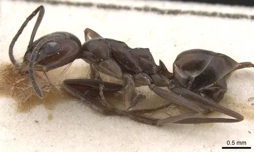 Dorymyrmex baeri - CASENT0915337