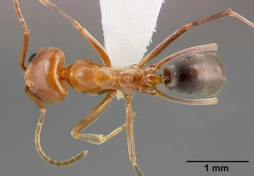 Dorymyrmex bicolor specimen