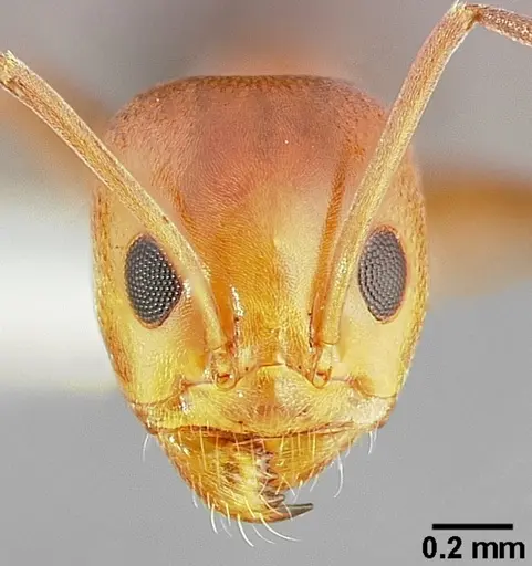 Dorymyrmex bicolor specimen