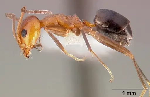 Dorymyrmex bicolor specimen