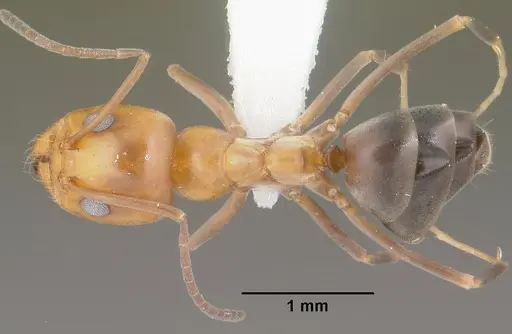 Dorymyrmex bicolor - CASENT0102752
